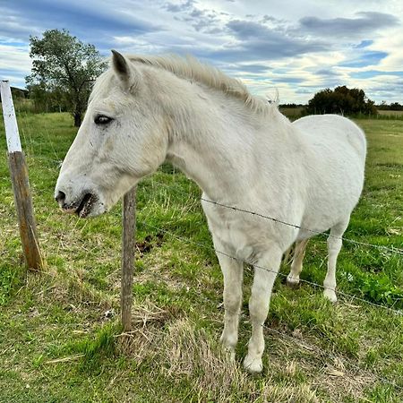 Le Mazet Sooksabai, Confort, Charme Et Decouverte En Petite Camargue Saint-Laurent-dʼAigouze Extérieur photo